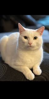 Admiring Larry, a White Cat