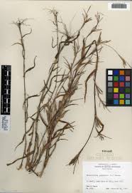 Image result for Hackelochloa