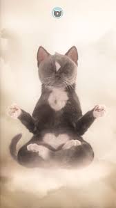 Kitty Cat Meditation Cute Animal Pictures Cats Cute Cats