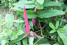 Image result for Uraria picta