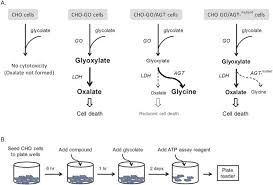 High Throughput Cell Based Assay For Identification Of