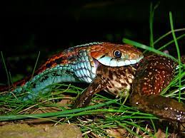San Francisco Garter Snake Thamnophis Sirtalis Tetrataenia Eating Snake San San Francisco