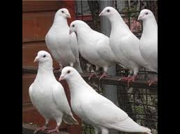 Maybe you would like to learn more about one of these? Homing Pigeons The White Homers Have Babies Youtube