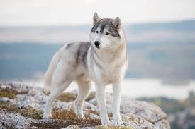 Besonders kinder sind begeistert, wenn sie bei der fütterung unserer husky´s dabei sein, und mit ihnen herumtollen dürfen. Siberian Husky Hundemagazin Info