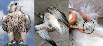 The saker has a maximum horizontal airspeed over 90 mph while the golden eagle has a horizontal speed of just over 80 mph. World S Fastest Bird Peregrine Falcon Killed In Delta After Flying Into Nigeria From Finland Kanyi Daily News