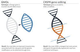 Is there a difference between a gene-edited organism and a 'GMO'? The  question has important implications for regulation - Genetic Literacy  Project