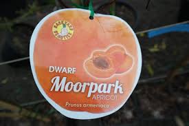 Does moorpark apricot need a pollinator? Apricot Moorpark Dwarf Lakeside Plants Nursery