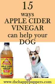 15 Ways Apple Cider Vinegar Can Help You Dog In 2020 Apple Cider Vinegar Dogs Dog Rash Dog Remedies