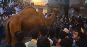 I have liked about 25% of the people available within a 5 mile radius to the point of not being able to find anyone else. Telangana Government Bans Camel Slaughter In The State Newstrack English 1