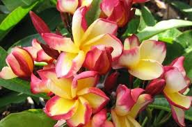 The Plumeria Sheer Beauty Thai Hybrid With Flowers Close To 4 In Large Flower Heads Heat Intensifies The Colo Flowers Beautiful Flowers Tropical Flowers