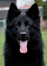 Studio portrait beautiful german shepherd dog. Deutscher Schaferhund German Shepherd Dog Long Haired Black German Shepherd Dogs Dogs Black German Shepherd