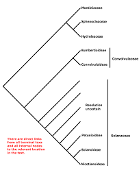 Image result for Vahliaceae