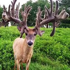 Animals Are Amazing Animals Cute Animals Funny Animals