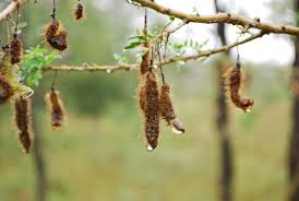 Image result for Ormocarpum