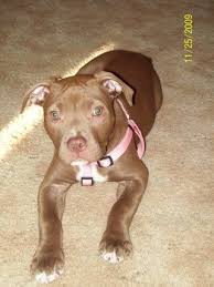We did not find results for: Chocolate Red Nose Pitbull Photo By Hotmommaplus2 Photobucket Red Nose Pitbull Pitbull Puppies Pitbull Terrier