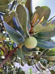 Image result for Mimusops afra