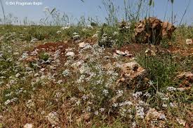 Image result for Pimpinella buchananii
