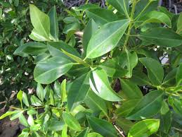 Image result for Rhizophora mucronata