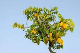 They are highly adaptable and can be planted in the landscape where they can be trained as a small tree, screen or shrub. Starfruit Propagation Methods How To Propagate A Starfruit Tree