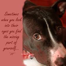 When I Look Into The Eyes Of An Animal Quote Sometimes When You Look Into Their Eyes You Find The Missing Part Of Yourself Animal Lover Quotes Dogs Dog Quotes