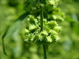 Image result for Rumex nepalensis