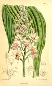 Image result for Calanthe sylvatica