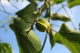 Image result for Gouania