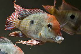 Geophagus Sp Orange Head Freshwater Aquarium Fish Aquarium Fish Tropical Fish Aquarium