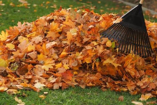Be-leaf it: Yard waste collection returns to Simcoe County next week -  Bradford News