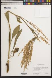 Image result for Rumex lanceolatus