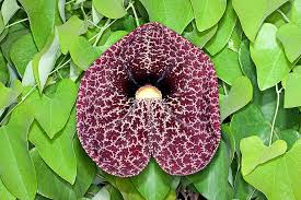 Image result for Aristolochia