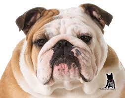 Maybe you would like to learn more about one of these? What A Face Did You Know Bulldogs Were Often Called The Sourmug In The Uk Bulldog Bulldog Pics Bulldog Puppies