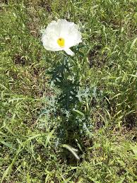 Image result for Papaveraceae