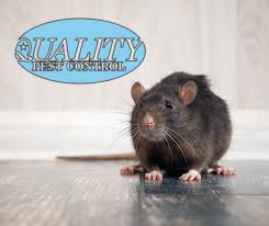 We provide interior spray, baiting applications, and exterior perimeter barrier treatments. Quality Termite And Pest Control Llc Home Facebook