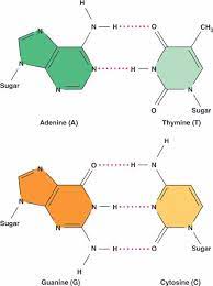 The nitrogen bases are adenine guanine cytosine and thymine. What Are The Nitrogen Bases In A Dna Molecule Socratic