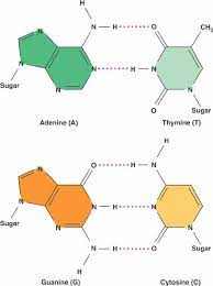 Complimentary base pairing means that a larger purine always binds to a smaller pyramidine, keeping a constant distance. What Are The Nitrogen Bases In A Dna Molecule Socratic