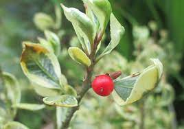Plant Of The Month