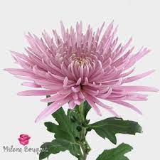 Spider Anastasia Lavender Flower In 2020 Chrysanthemum Spider Mums Lavender Wedding Flowers