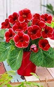Pin On Gloxinia