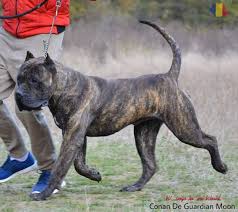 Conan De Guardian Moon From Romania Presa Canario Presa Canario Mastiff Breeds Cane Corso