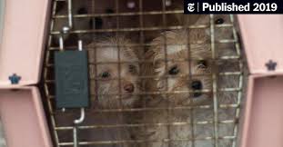 Our centers feature adoptable pets from local animal welfare groups. Everyone Wants A Rescue Dog Not Everyone Can Have One The New York Times