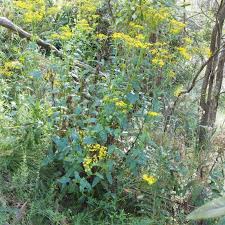 Image result for Senecio latifolius