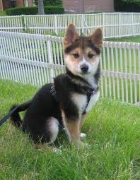 Black And Tan Shiba Inu For Sale Uk I Found The Dog I Want Weddingbee Shiba Inu Puppy Friendly Dog Breeds Shiba Inu