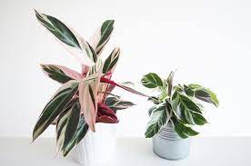 Stromanthe Triostar Calathea White Fusion These Guys Are Difficult To Please But Look So Beautiful If You Pretty Plants Plants House Plants