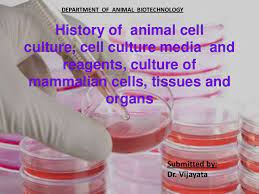 Maybe you would like to learn more about one of these? History Of Animal Cell Culture Cell Final