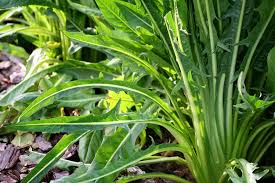 Image result for Cichorium