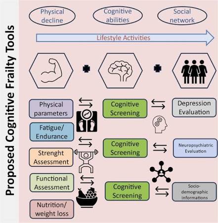Cognitive frailty: A comprehensive clinical paradigm beyond cognitive  decline - ScienceDirect