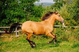 Sign up for free today! 120 Brilliant Buckskin Horse Names Lovetoknow
