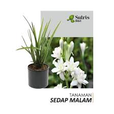 Pontianak harum sundal malam 2004.meriam di bunuh oleh marsani. Jual Sutris Bibit Bunga Sedap Malam Bibit Tanaman Hias Terbaru Juni 2021 Blibli