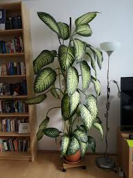 I Thought You Might Like By Dieffenbachia For Size Comparison The Book Shelf Is A 2 4m Billy From In 2020 Dieffenbachia Houseplant Small Space Gardening Indoor Trees